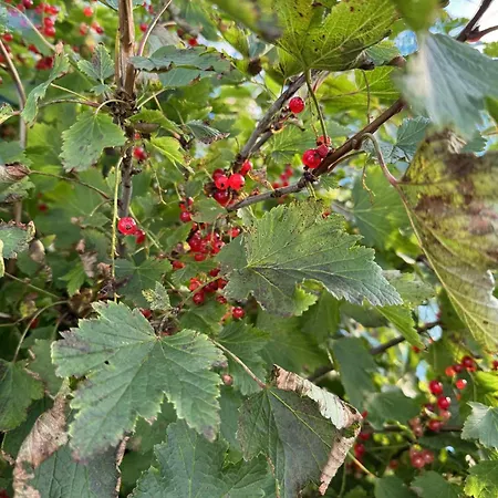 Traditional In Lofoten - Seaside On A Secluded Street *